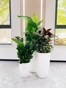 探秘江北盆景租赁价格，真相在这里！